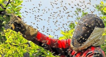 DELPA-Bee-Removal-Experts-in-Houston-Texas-Bee-Swarm-Removal-Relocation-Service-v001