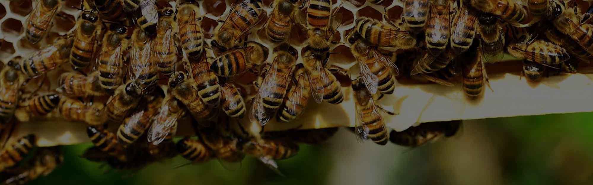 DELPA-Bee-Removal-Experts-in-Houston-Texas-v002-3