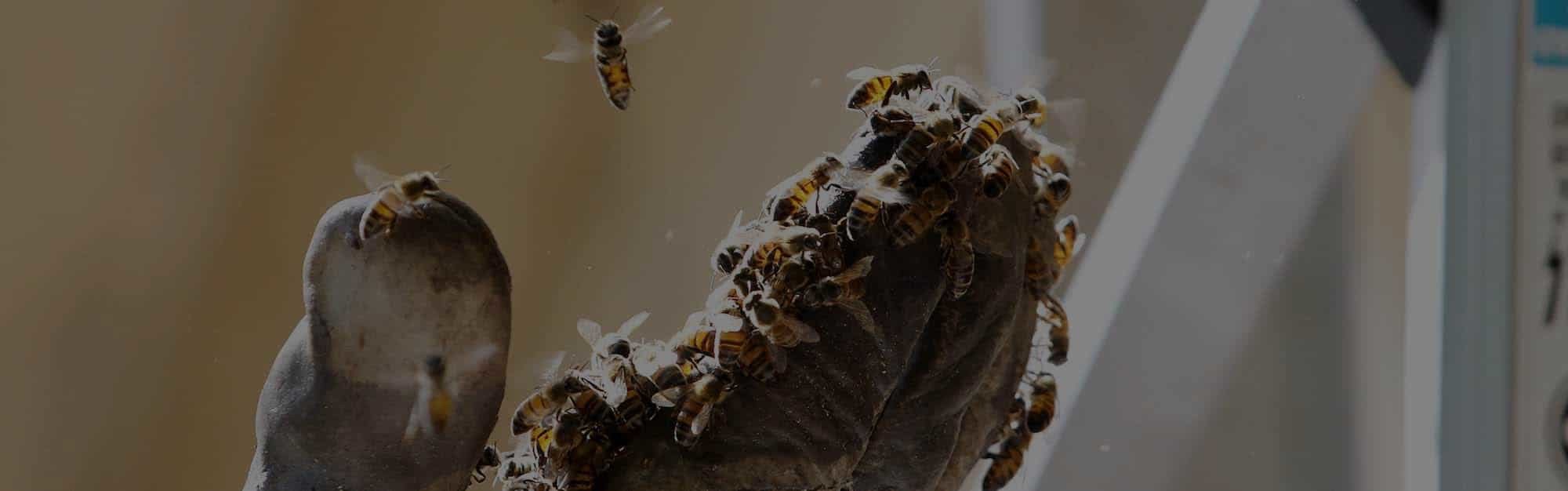 DELPA-Bee-Removal-Experts-in-Houston-Texas-v005