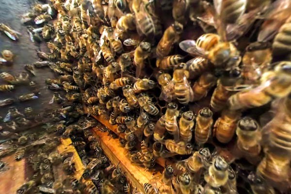DELPA-Bee-Removal-Experts-in-Houston-Texas_v001-2