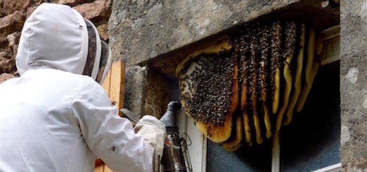 Dallas Bee Removal Services in Texas