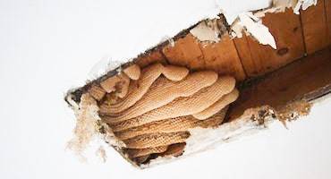 DELPA-Bee-Removal-Experts-in-Houston-Texas-Bee-Hive-Damage-Repair-Service-v001