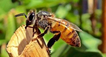 DELPA-Bee-Removal-Experts-in-Houston-Texas-Bee-Hive-Prevention-Service-v001
