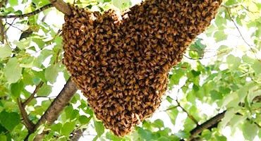 DELPA-Bee-Removal-Experts-in-Houston-Texas-Bee-Hive-Removal-Service-v001