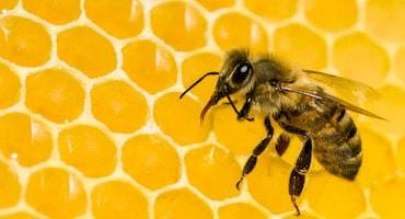 DELPA-Bee-Removal-Experts-in-Houston-Texas-Bee-Removal-Service-v001