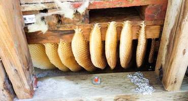 DELPA-Bee-Removal-Experts-in-Houston-Texas-Honey-Comb-Removal-Service-v001
