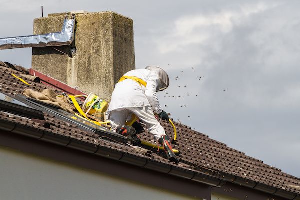 Bee Removal for Roof Repair Companies v001